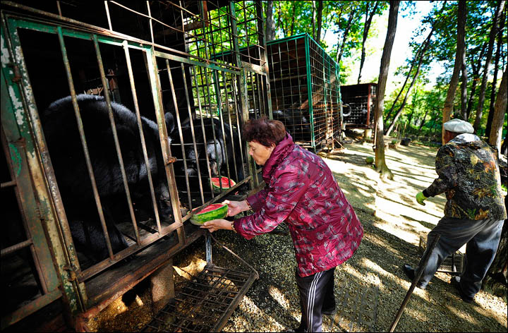 black bears need help 