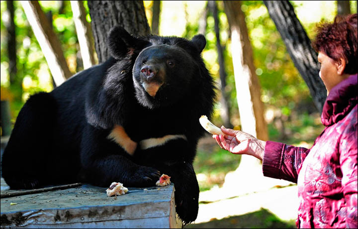 black bears need help 