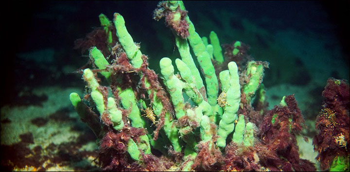 Sick sponges
