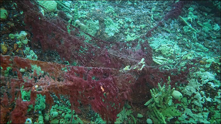 Sick sponges