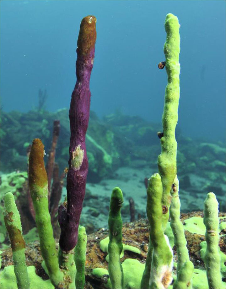 Sick sponges
