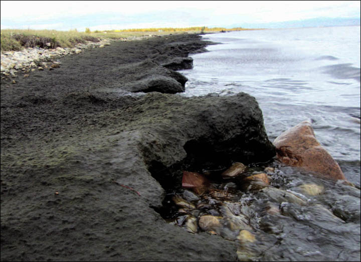 Algae in Baikal