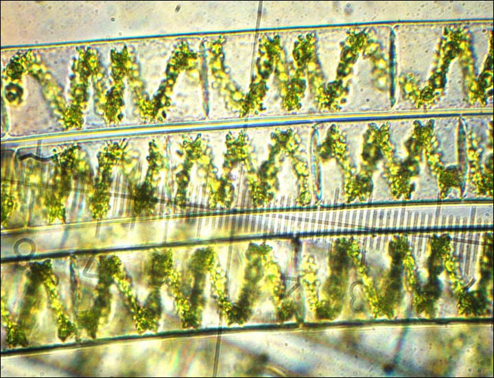 Algae in Baikal