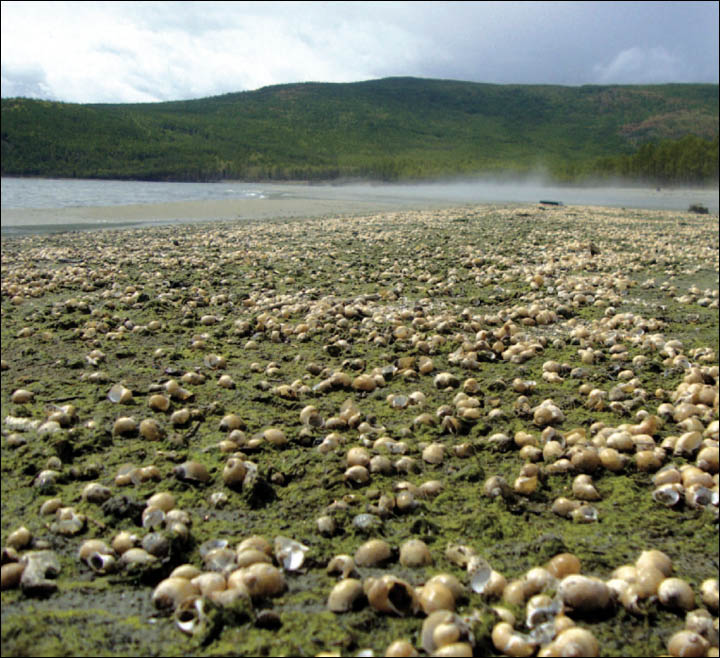 Algae in Baikal