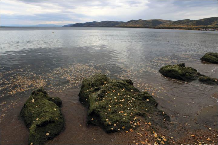Baikal algae