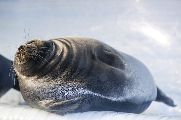 Baikal seal enjoys the sun