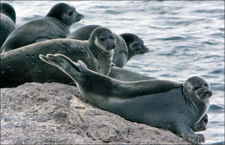 Baikal seals