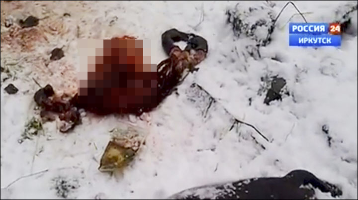 Baikal seals killed