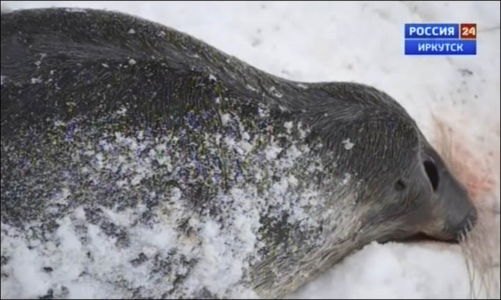 Baikal seals killed