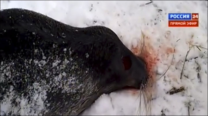 Baikal seals killed