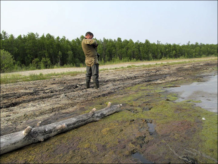 Algae in Senogda Bay