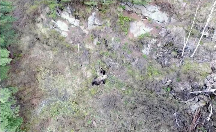 Brown bears monitoring