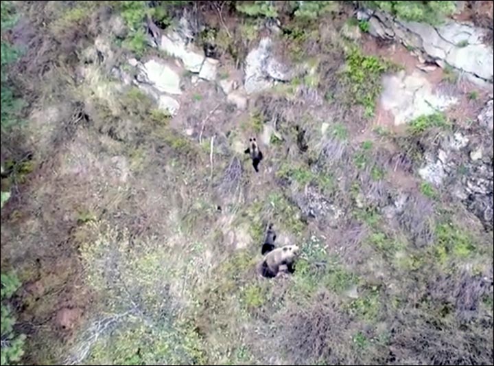 Brown bears monitoring