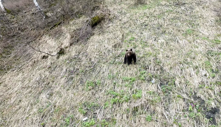 Monitoring brown bears