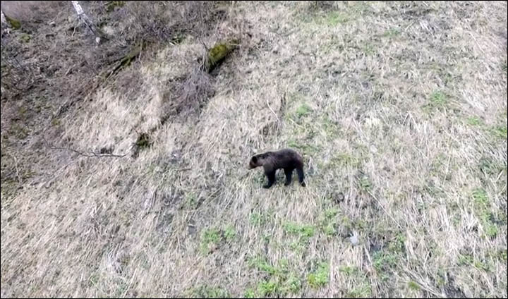 Monitoring brown bears