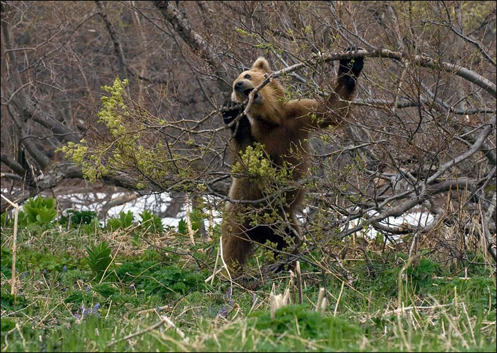 Bears awakening