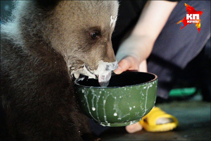 Bears awakening