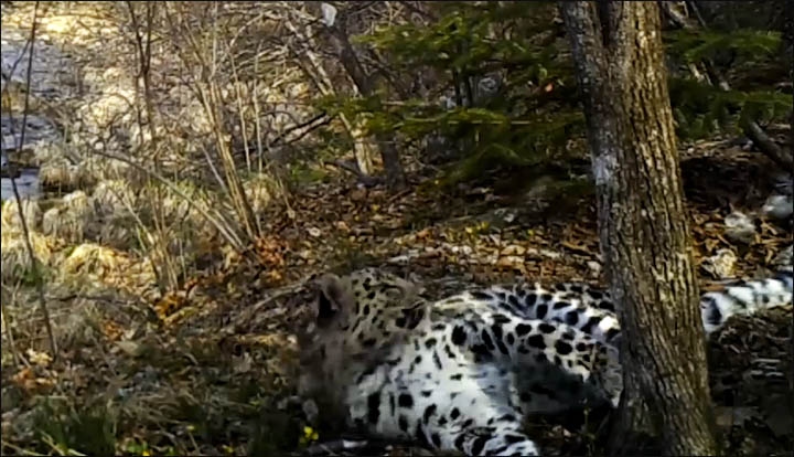 Leopardess Berry