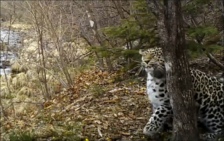 Leopardess Berry