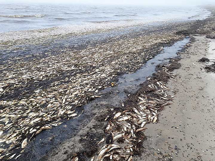 Khalchikov river mouth