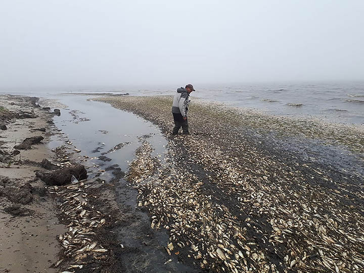 Dead fish