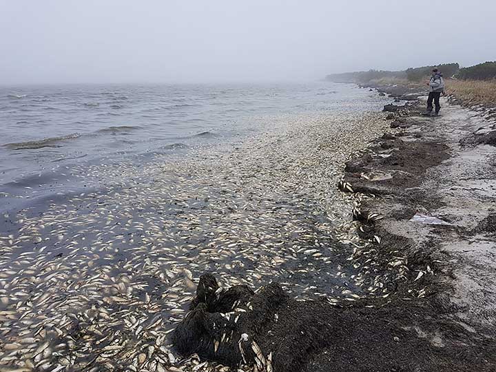 Dead fish