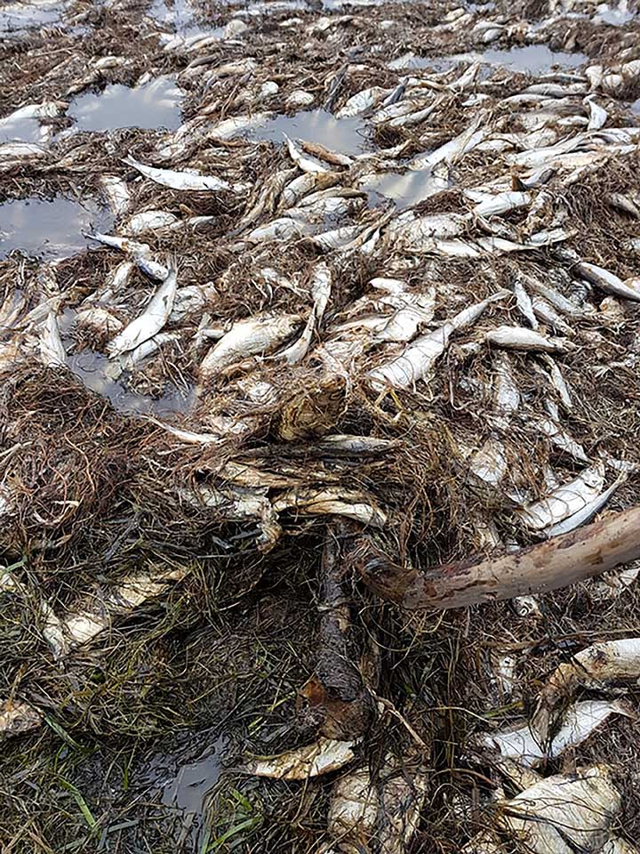 Dead fish