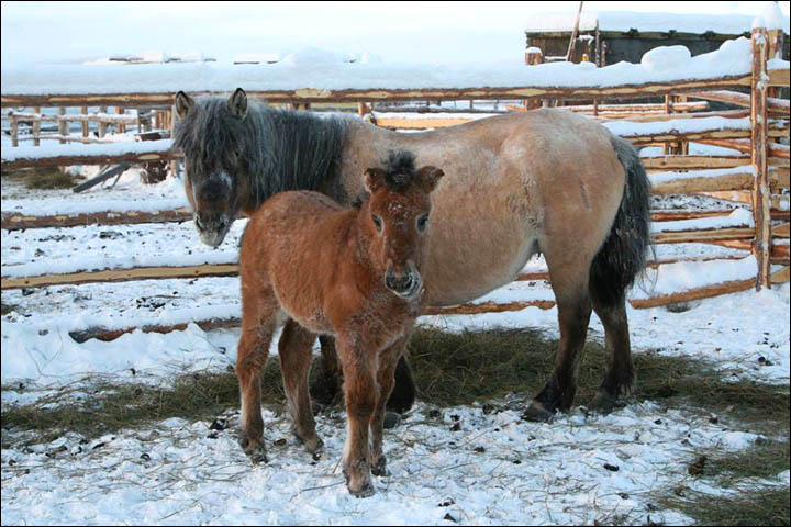 Amazing pictures of Dekabrina, born in minus 62C in the coldest village in the world.  