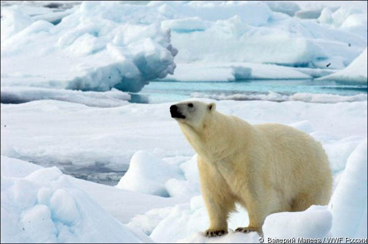 Polar bear cub