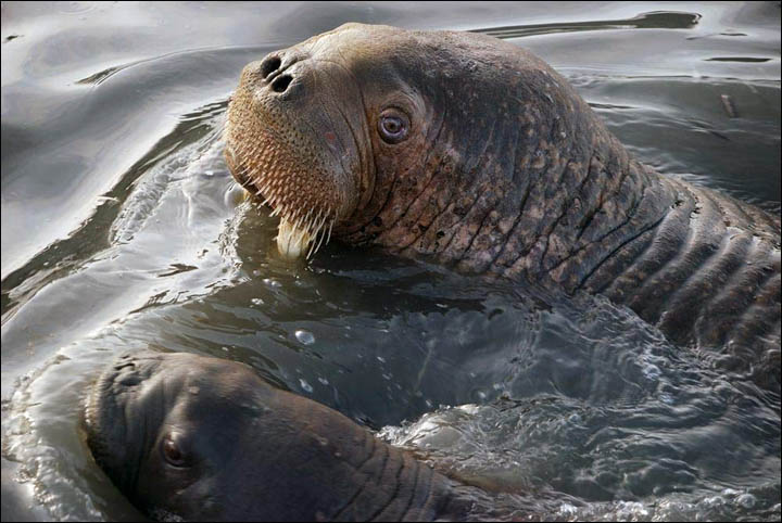 Walrus