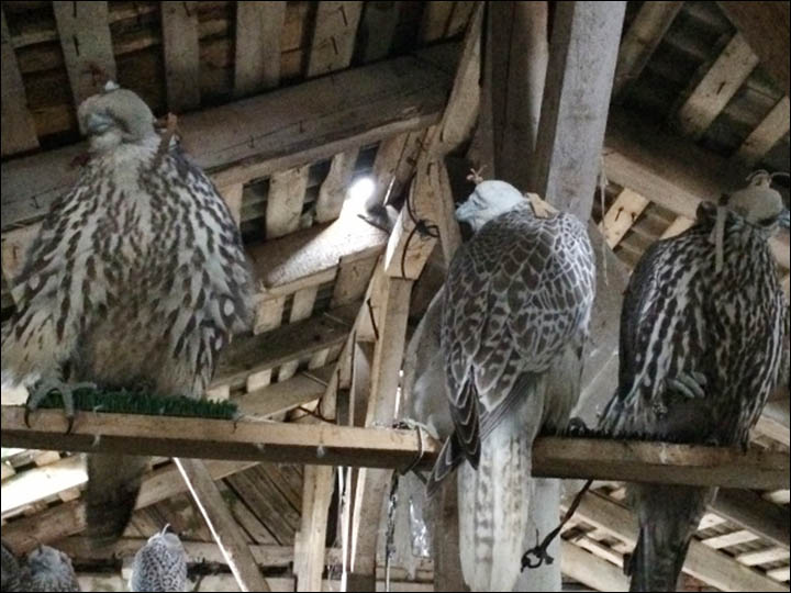 Gyrfalcons