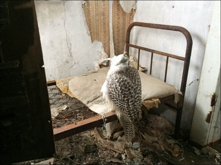 Gyrfalcons