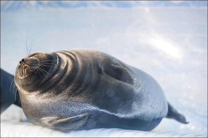 Baikal seal