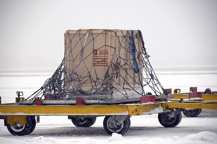 Leopard transported to the plane