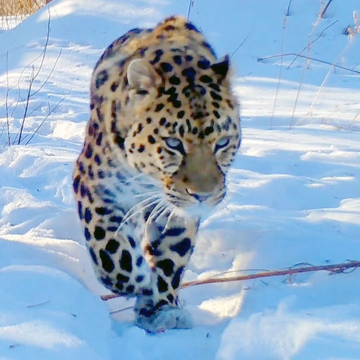 rescued Amur leopard sent half across country to cure back tumour