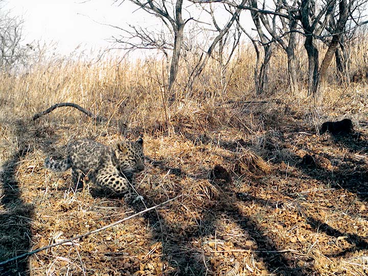 Leopard kitten escaped fire