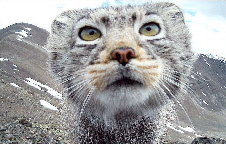 Pallas cat
