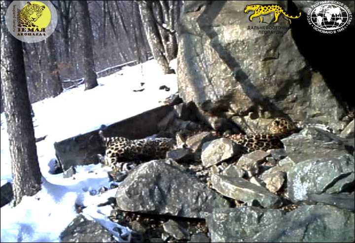 Amur leopards