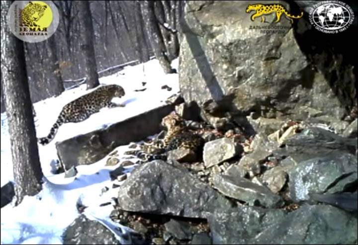 Amur leopards