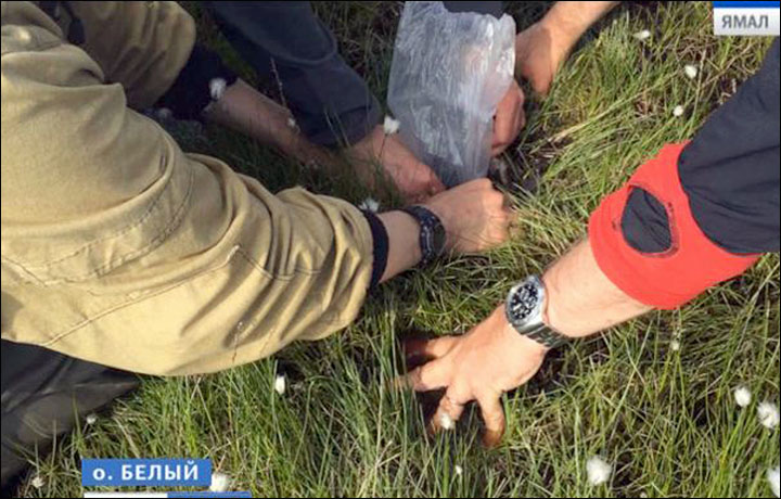 Trembling tundra - the latest weird phenomenon in Siberia's land of craters