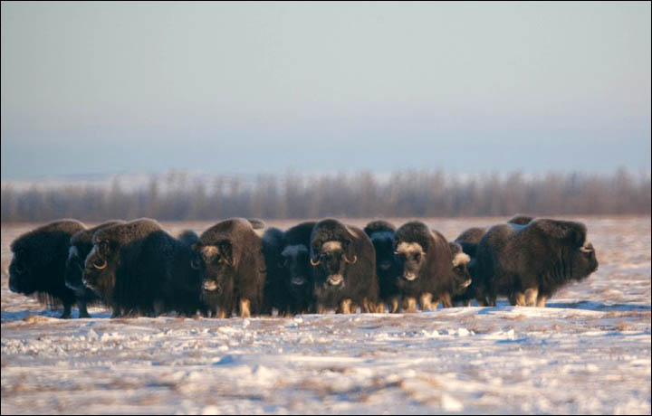 Musk oxen on Yamal