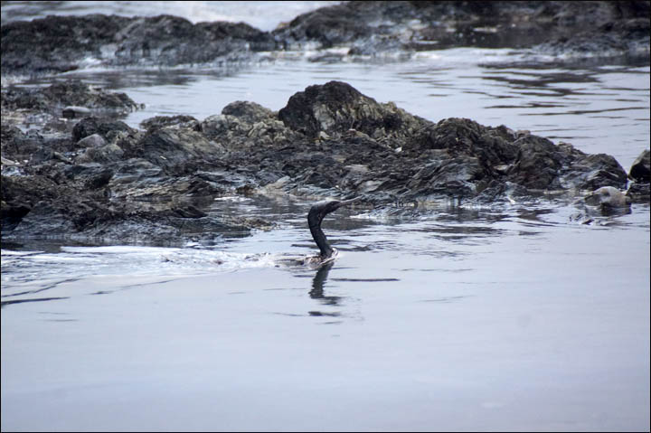 Only nine out of 69 cormorants survive oil pollution