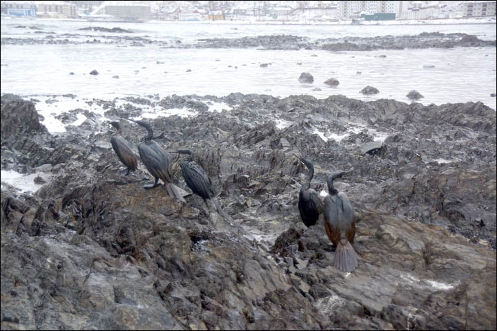Only nine out of 69 cormorants survive oil pollution