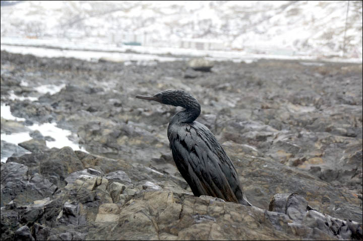 Only nine out of 69 cormorants survive oil pollution