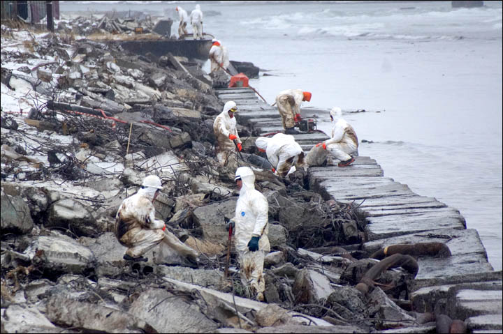 Only nine out of 69 cormorants survive oil pollution