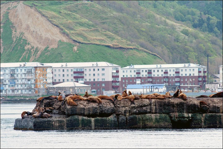 Rookery of Steller sea lions