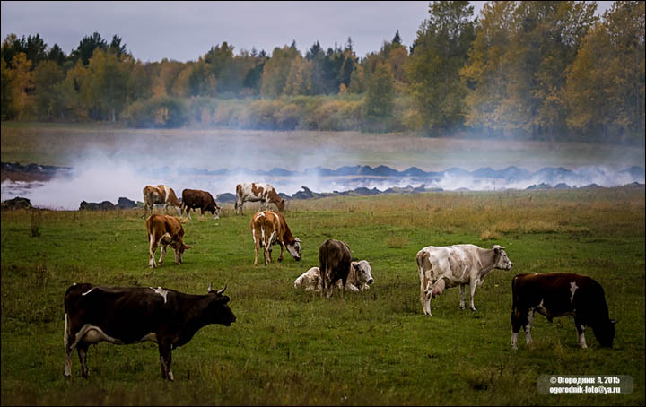 Peat fires in Buryatia