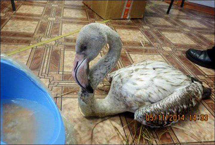 Pink flamingo found in Evenkia