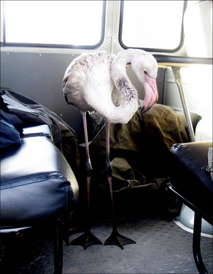 Pink flamingo in Tomsk region