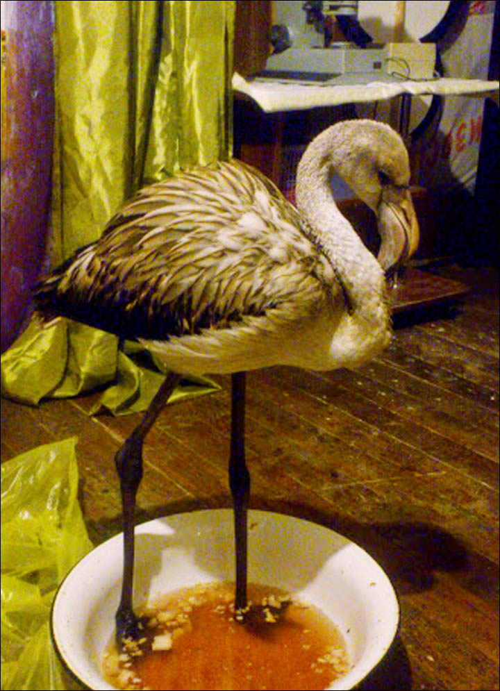 Pink flamingo in Novosibirsk